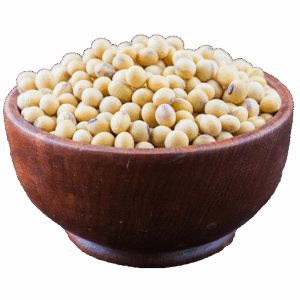 soybean