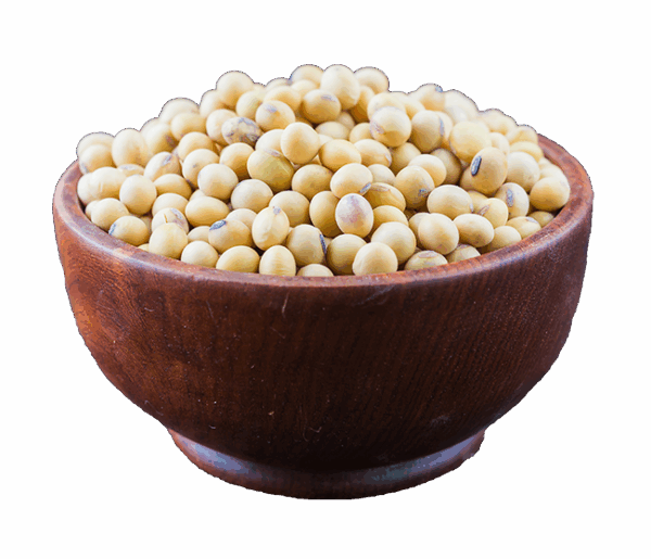 soybean